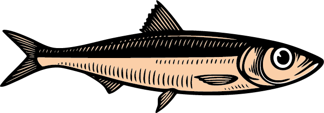 Ilustración de una sardina en color